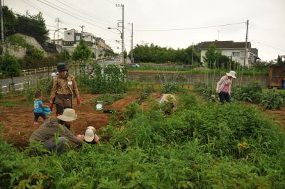 鶴川収穫体験Ａ20110702.jpg