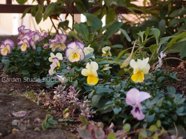 半日陰の庭便り 毎年ありがたい花 パンジー 半日陰の庭便り ガーデンスタジオ 小手毬