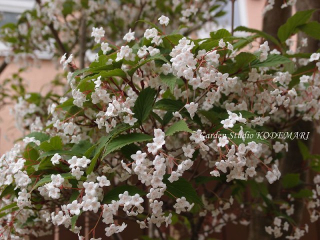 白い花の春咲花木 半日陰の庭便り 半日陰の庭便り ガーデンスタジオ 小手毬