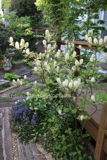 フォッサギラの白い花 プランツファイル ガーデンスタジオ 小手毬