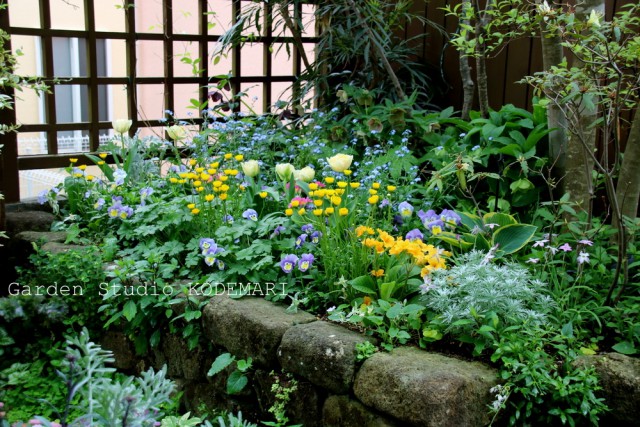 頑張りすぎない冬春花壇 半日陰の庭便り ガーデンスタジオ 小手毬