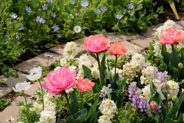 八重咲きのチューリップも咲いてチューリップ最盛期 コミュニティガーデン ガーデンスタジオ 小手毬