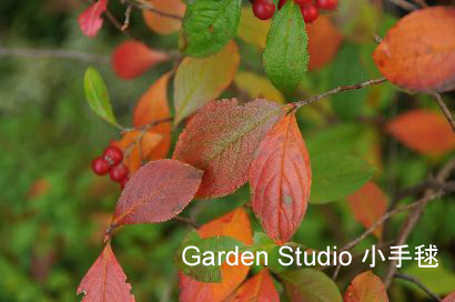 アロニアの紅葉2011.jpg