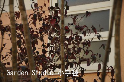 オトコヨウゾメの紅葉2011.jpg
