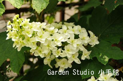 カシワバアジサイ花2011.jpg