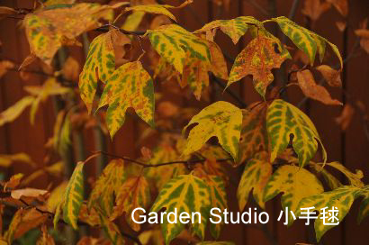 シロモジの紅葉2011.jpg