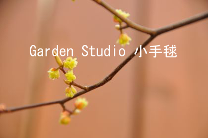 シロモジ花1.jpg