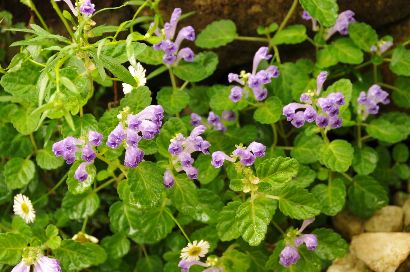 タツナミソウの花20110516.JPG