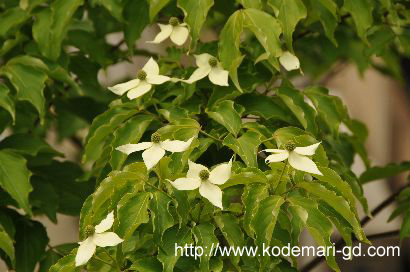 ヤマボウシの花20110516.jpg