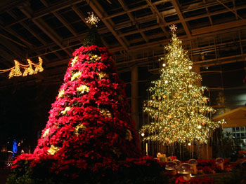 2011クリスマス　イルミ３