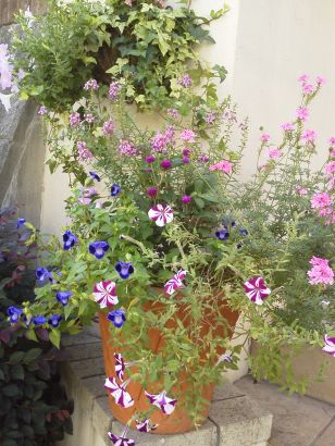 2011夏の寄せ植え２.jpg