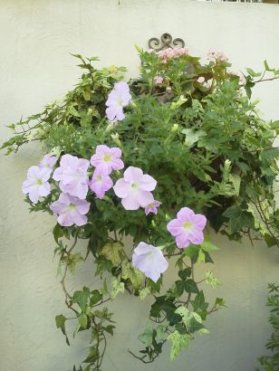 2011夏の寄せ植え３.jpg