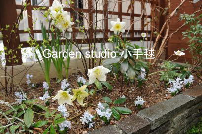 20110323シラー・水仙咲く.jpg