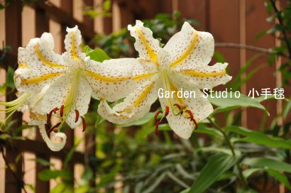 20110708ヤマユリ1.jpg