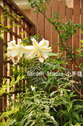 20110708ヤマユリ2.jpg