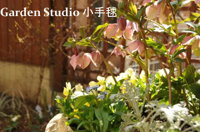 20120319コンテナ寄せ植え１.jpg