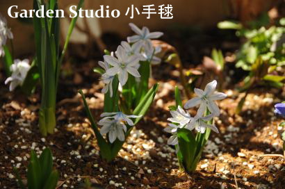 20120319シラー・チューベルゲニアナ（Scilla tubergeniana