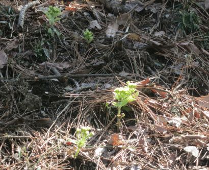 20120320フキノトウ.jpg