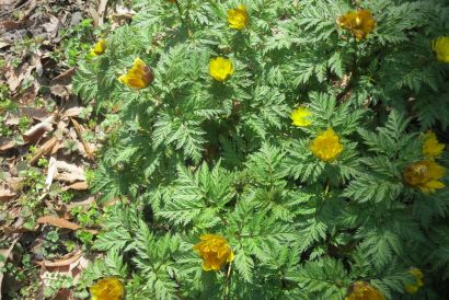 20120320福寿草1.jpg