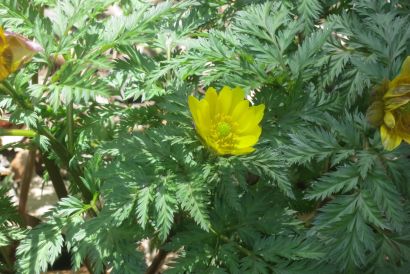 20120320福寿草2.jpg