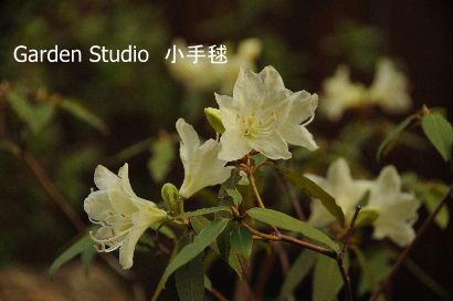 20120411kodemari4.JPG
