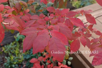 20121106S紅葉の庭２.jpg
