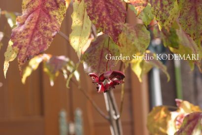 20121106S紅葉の庭４.jpg