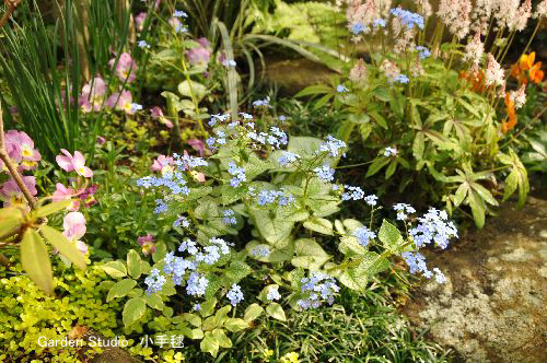 Brunnera macrophylla'Jack Frost'1