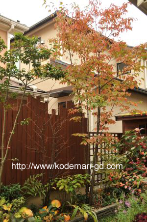 20101117ヤマボウシ紅葉