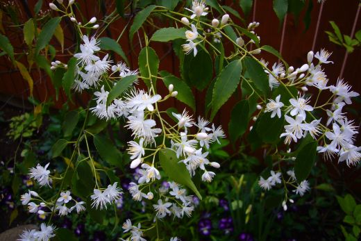ハイノキの花
