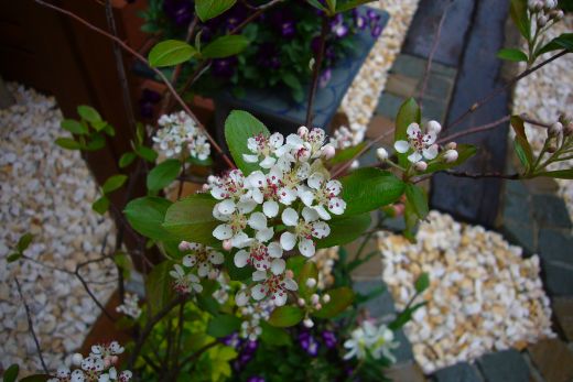 アロニアの花