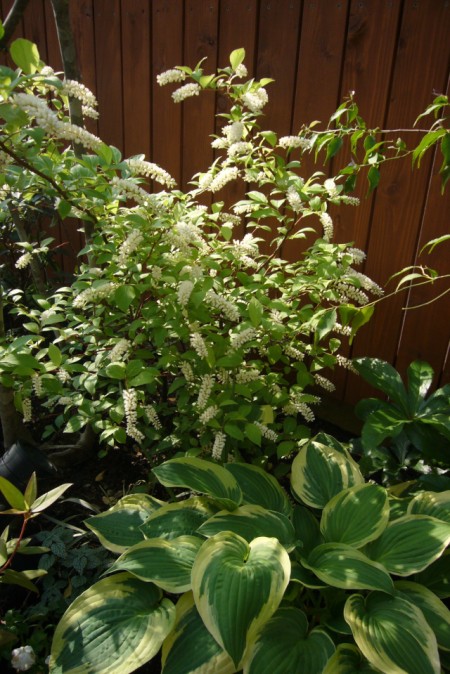 コバノズイナの花