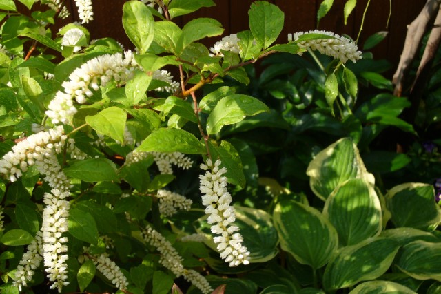 コバノズイナの花２