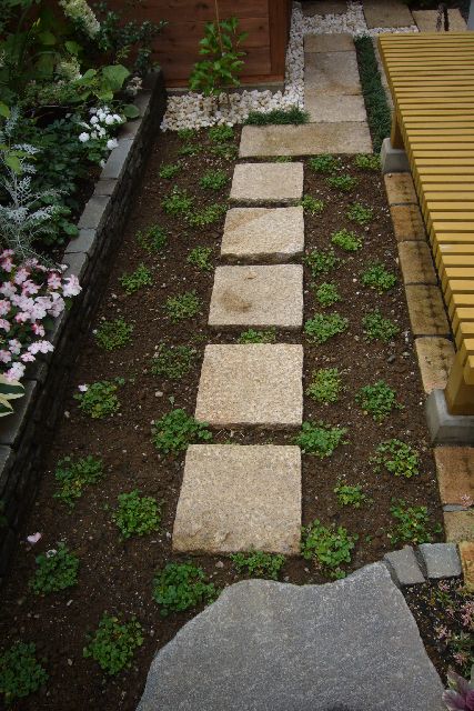ダイコンドラ苗植えたばかり.JPG