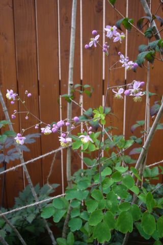 Thalictrum delavayi -2