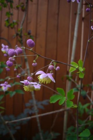 thalictrum delavayi -1