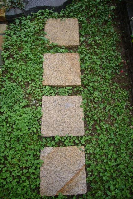 ダイコンドラ植えて2ヶ月後