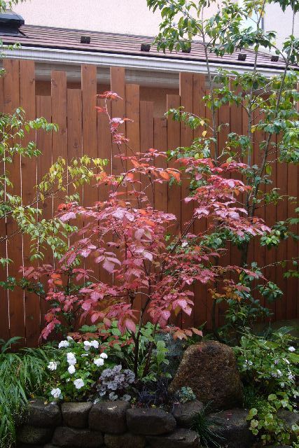 ナツハゼ紅葉