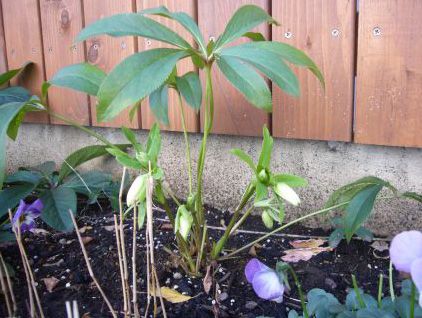 Helleborus　蕾