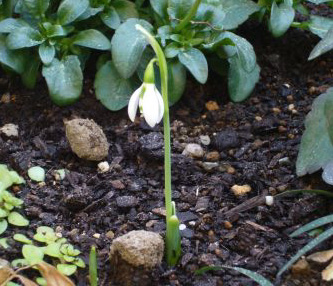 Galanthus elwesii