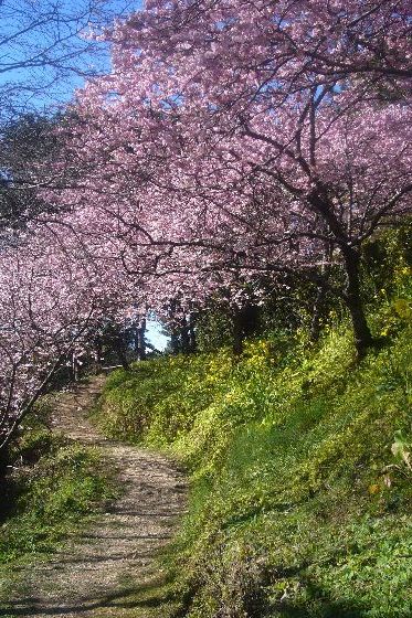 寒咲きサクラ風景１