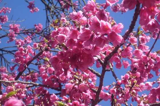 舘山寺桜