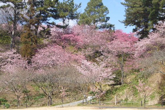 寒咲きサクラ風景3