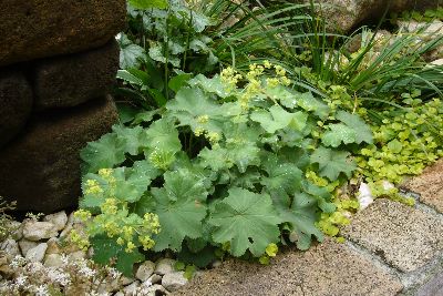 アルケミラモリスの花