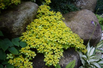オウゴンマルバマンネングサの花