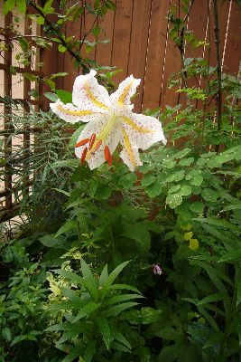 山百合の花