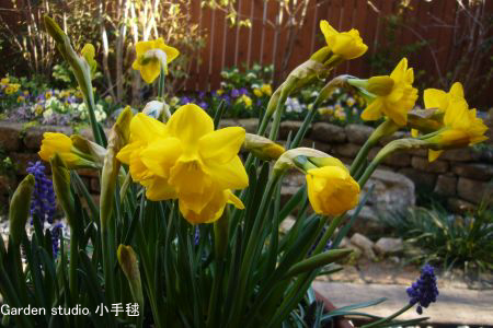 2010鉢植えの水仙