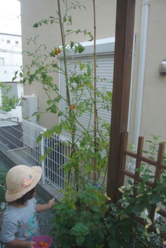 ミニトマトを収穫