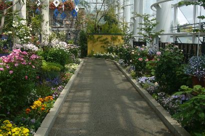 大温室内ボーダー花壇20110421