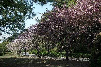 はままつフラワーパーク八重桜
